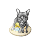 Bonjour！ Bonjour！ Black French Bulldog（個別スタンプ：34）