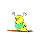 インコのちゃこ。（個別スタンプ：11）