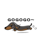 wiener dog（個別スタンプ：16）