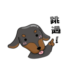 wiener dog（個別スタンプ：24）