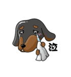 wiener dog（個別スタンプ：30）