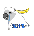 白いオウムのいる毎日（個別スタンプ：11）