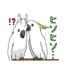 白いオウムのいる毎日（個別スタンプ：17）