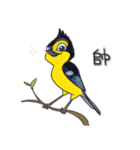 Taiwan birds（個別スタンプ：37）