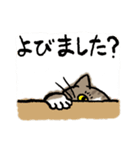 猫のぼんちゃん（個別スタンプ：34）