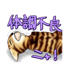 003_ベンガル猫スタンプ（デジタル版）（個別スタンプ：6）