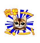 003_ベンガル猫スタンプ（デジタル版）（個別スタンプ：13）