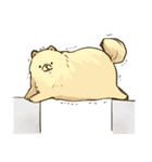 マイペースに生きるポメラニアン（個別スタンプ：19）