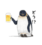 冬のコペンギン（個別スタンプ：36）