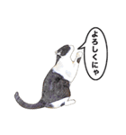 白黒ハチワレ猫のむぅたん（個別スタンプ：5）