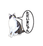 白黒ハチワレ猫のむぅたん（個別スタンプ：14）