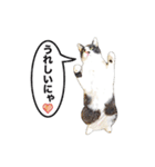 白黒ハチワレ猫のむぅたん（個別スタンプ：22）