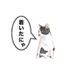 白黒ハチワレ猫のむぅたん（個別スタンプ：34）