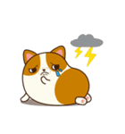 Plump Corgi Puipui（個別スタンプ：16）