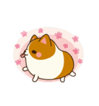 Plump Corgi Puipui（個別スタンプ：20）