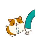 Plump Corgi Puipui（個別スタンプ：31）