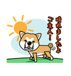 iinu 秋田犬（個別スタンプ：26）