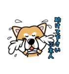 iinu 秋田犬（個別スタンプ：33）