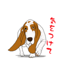 バセットハウンド (犬)3（個別スタンプ：33）