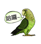 parrot like to talk（個別スタンプ：1）