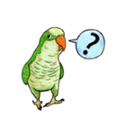 parrot like to talk（個別スタンプ：2）