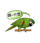 parrot like to talk（個別スタンプ：3）