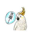 parrot like to talk（個別スタンプ：4）