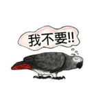 parrot like to talk（個別スタンプ：5）