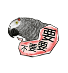 parrot like to talk（個別スタンプ：7）