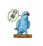 parrot like to talk（個別スタンプ：8）