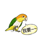 parrot like to talk（個別スタンプ：9）