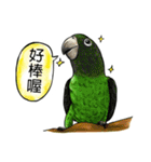 parrot like to talk（個別スタンプ：16）