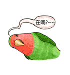 parrot like to talk（個別スタンプ：20）