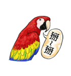 parrot like to talk（個別スタンプ：21）