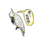 parrot like to talk（個別スタンプ：24）