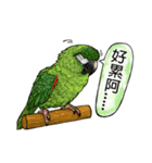 parrot like to talk（個別スタンプ：25）