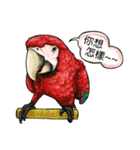 parrot like to talk（個別スタンプ：26）