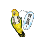 parrot like to talk（個別スタンプ：33）