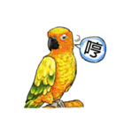 parrot like to talk（個別スタンプ：34）