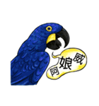 parrot like to talk（個別スタンプ：40）