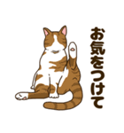 毎日ねこ生活（個別スタンプ：17）