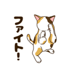 毎日ねこ生活（個別スタンプ：20）