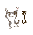 毎日ねこ生活（個別スタンプ：33）