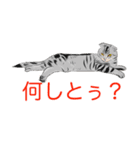関西弁なネコやねん（個別スタンプ：32）