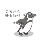 日常系ケープペンギン（個別スタンプ：23）