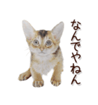 関西弁リアル猫2（個別スタンプ：3）