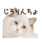 関西弁リアル猫2（個別スタンプ：4）