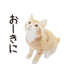 関西弁リアル猫2（個別スタンプ：5）