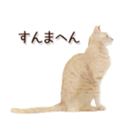 関西弁リアル猫2（個別スタンプ：7）