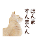 関西弁リアル猫2（個別スタンプ：8）
